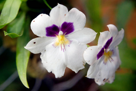 热带异国情调：黄色兰花与白色花卉的装饰性质