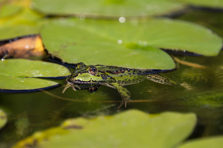 绿色青蛙在水看见斜从上面与腿看见在水之下