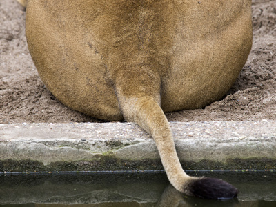 关闭的狮子的尾巴图片