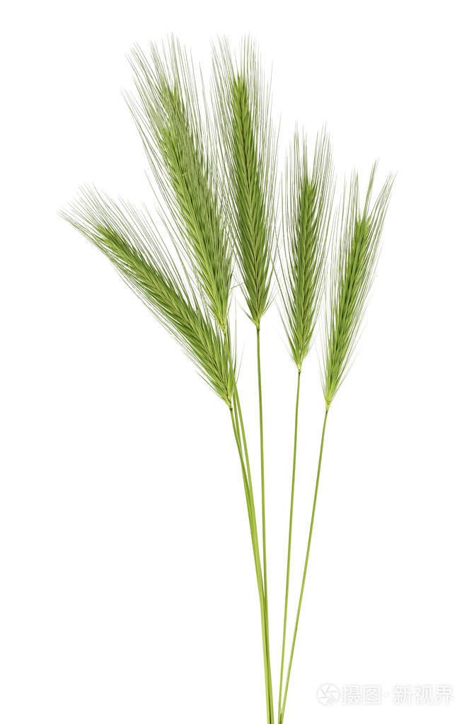 白色背景上的绿色小穗