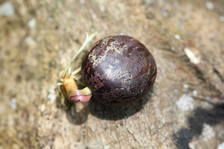 橡胶种子橡胶树种子照片