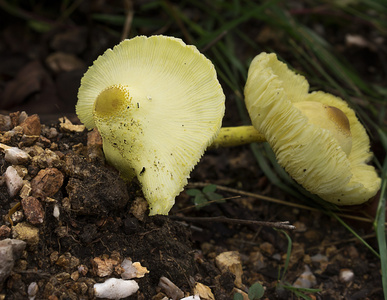 黄 Leucocoprinus 蘑菇