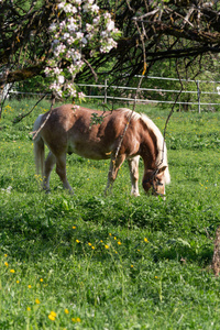 haflinger 马在春天苹果树开花绿色领域