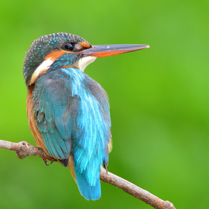 多彩多姿的翠鸟图片