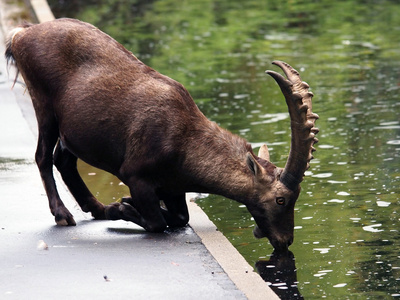 高山的 Ibex 喝水