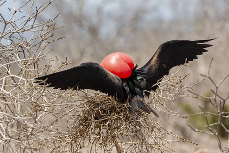 大 Frigatebird Fregata 未成年人 在加拉帕戈斯群岛, 厄瓜多尔