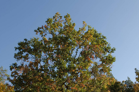 秋天的树木和蓝天在一个晴朗的日子