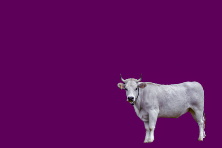 背景上的紫色菊花紫牛在草地上牛雅粉红色美洲虎是一种五颜六色的兰花