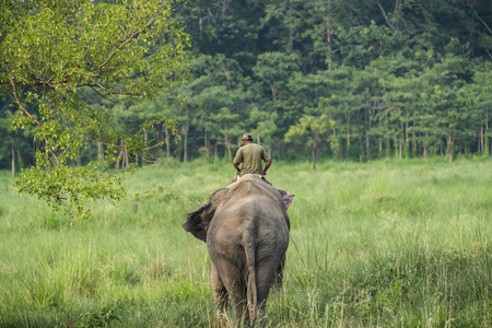 骑着雌性大象的 Mahout 或大象骑手。野生动物和乡村照片。亚洲象家畜