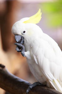 硫磺冠冠鹦鹉CACATUA Galerita