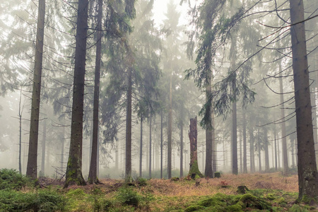 雾蒙蒙的常绿森林在秋天的早晨时间