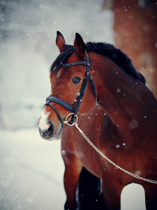在冬天的运动马的画像
