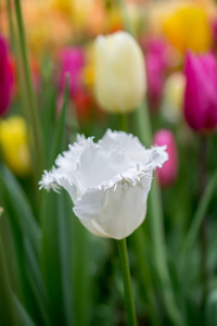 春园盛开的七彩郁金香花