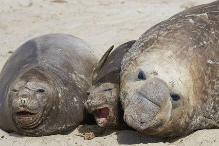 三南象海豹 Mirounga 蛔虫 在福克兰群岛海狮岛繁殖季节被压扁的较小