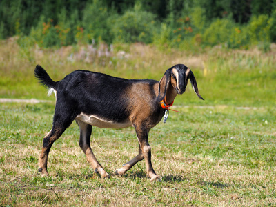 年轻的棕色喀麦隆山羊图片