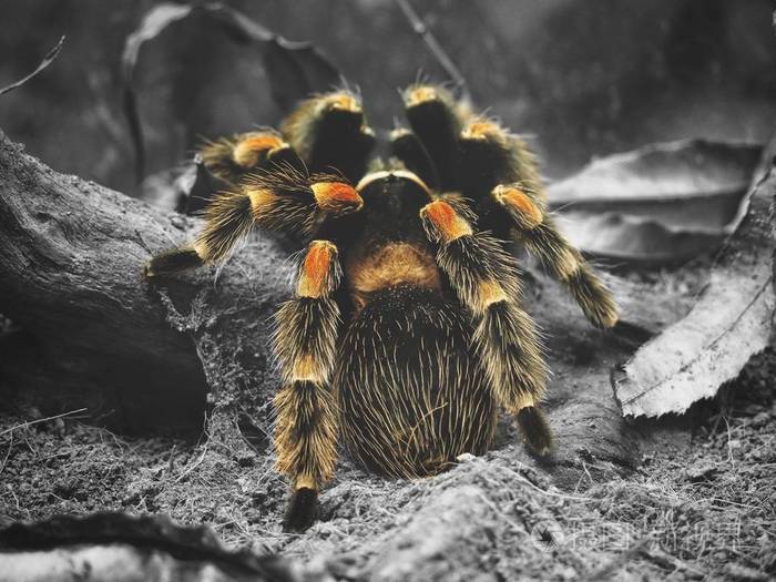 关闭背景上的蜘蛛狼