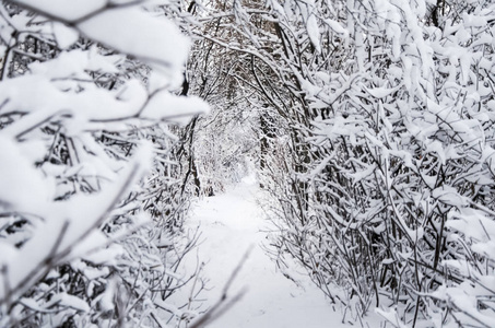 隧道, 在冬季森林的小道, 树木覆盖着雪, 选择性的焦点。圣诞假期背景