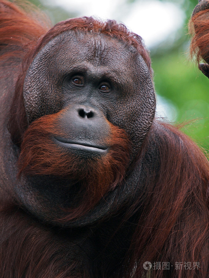 红毛猩猩男性的特写