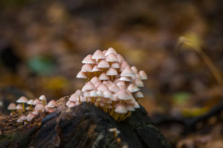 漂亮的特写图片从一个小蘑菇图片