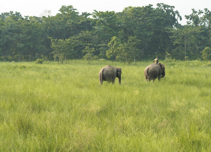 草地上有两只大象的 Mahout 或大象骑手。亚洲的野生动物和农村生活。亚洲象家畜