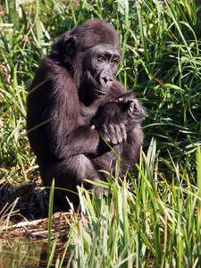 一只大猩猩的肖像