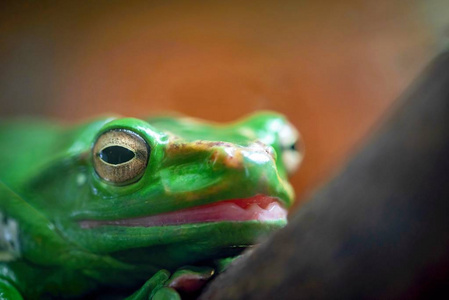 一个绿青蛙或蟾蜍与大脑袋和大眼睛特写在前景照片