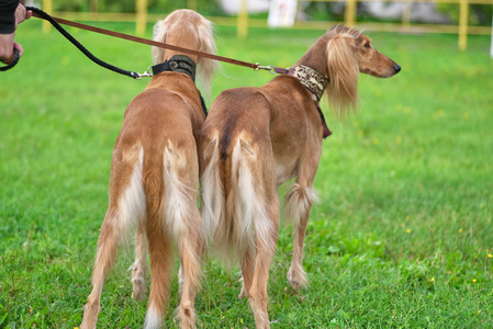 两只狗 Saluki 物种后视特写