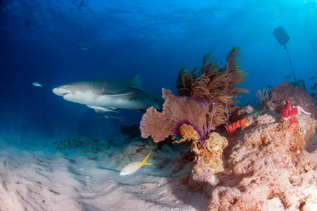 图为一只柠檬鲨在巴哈马