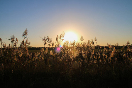 高草背景下美丽的金色夕阳