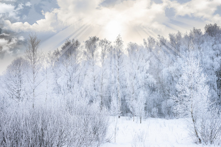 太阳在冬季森林树木覆盖着雪