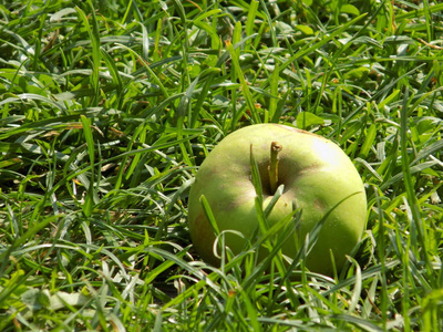 在草地上的绿色苹果