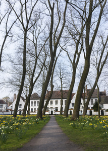 Beguinage 的布鲁日和水仙花在早春 2014