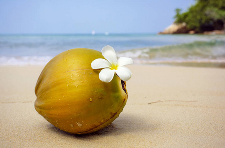 热带海滩的小椰子
