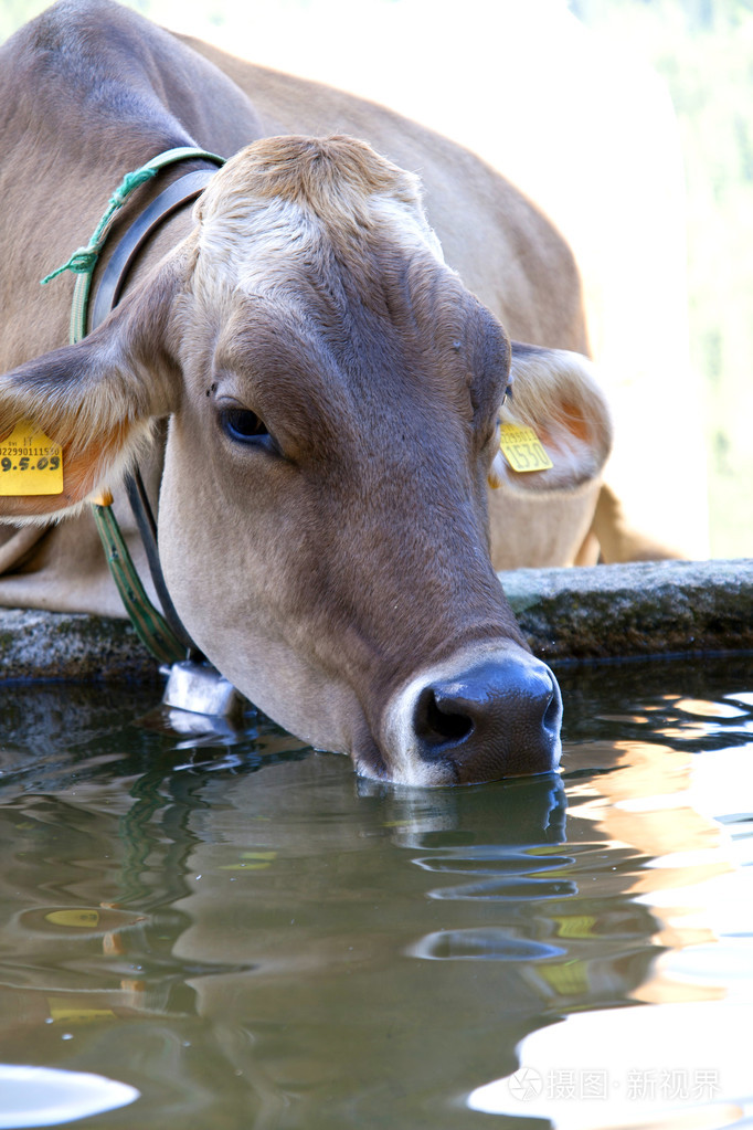 小母牛喝水