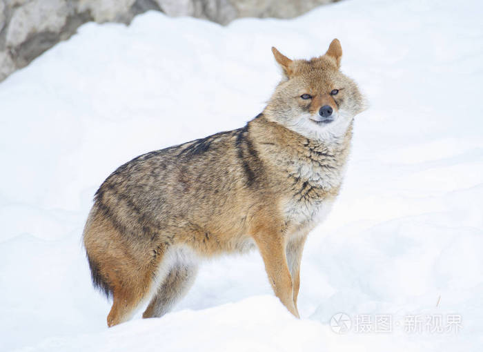 豺 豺狼的体型通常很小 在外观上 豺狼与灰狼非常相似 事实上 它是一个小复制品 普通的豺狼也被称为狼照片 正版商用图片094l2w 摄图新视界 豺 豺狼的体型通常很小 在外观上 豺狼与灰狼非常相似 事实上 它是一个小复制品 普通的豺狼也被称为狼照片 正版商用图片094l2w 摄图新视界