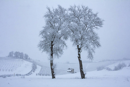 美丽的冬季自然, 有很多雪。有大量雪和冷的树。欧洲的雪冬
