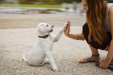 年轻可爱的白拉布拉多猎犬狗狗狗和女性人一起在户外训练