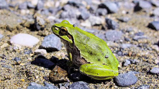绿色树蛙, 雨蛙阿尔博里亚, 塞浦路斯