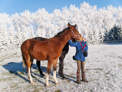 冬天在寒冷的牧场上有两只小马的年轻女孩