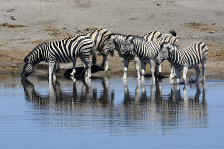 平原斑马, 马斑驴在水坑, Etosha 国家公园, 纳米比亚, 非洲