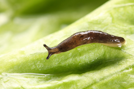 常见园林蛞蝓森林里的大棕色鼻涕虫棕色小蜗牛孤立的白色背景上的棕色