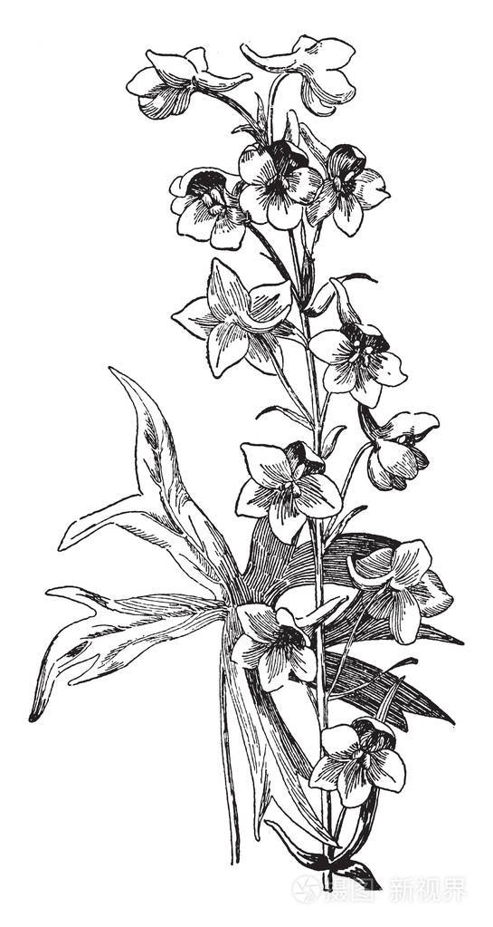 飞燕属于金凤家飞燕花几乎和兰花一样复杂老式线条画或雕刻插图
