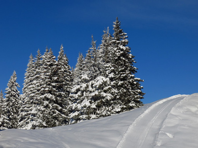 冷杉和滑雪坡