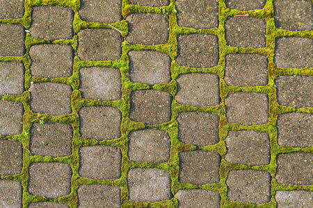 丝质苔藓在瓷砖铺装之间向阳光照射照片