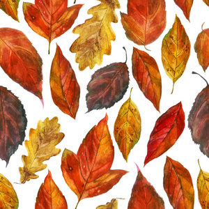 水彩插图, 图案。秋天叶子在白色背景