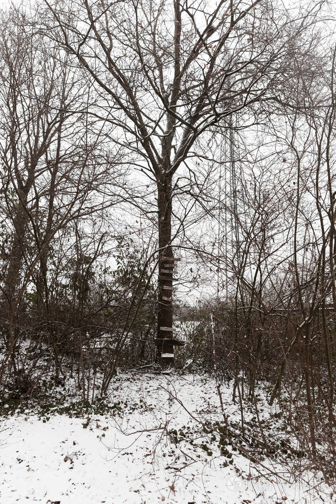 空树与雪和木台阶