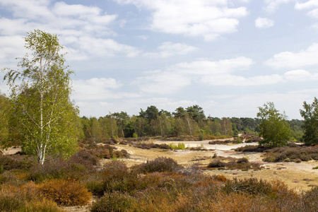 在国家公园 Maasduinen 在荷兰石楠