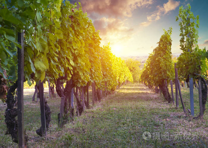 成熟的酿酒葡萄藤蔓类植物在托斯卡纳，意大利。如诗如画的葡萄酒农场 葡萄园。日落的暖光