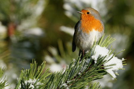 欧洲知更鸟 erithacus rubecula 在冬季雪上的一棵松树。采取在苏格兰安格斯，四时尼斯