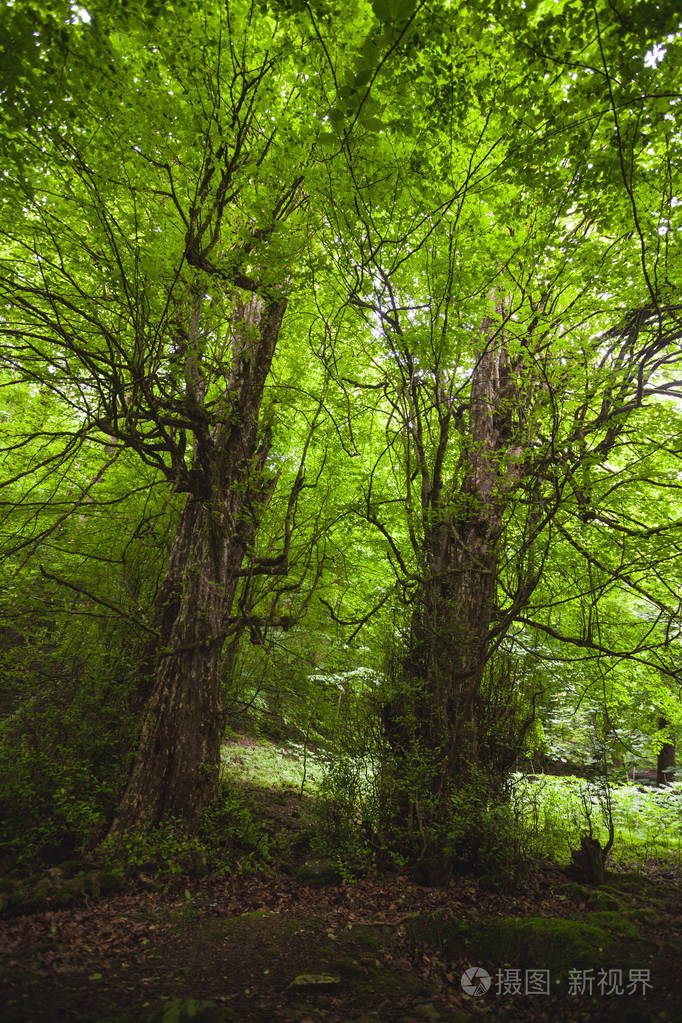 伊朗吉兰省历史名镇马苏莱周围的热带森林在大山和风景之间